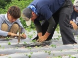 さつま芋のオーナー募集！