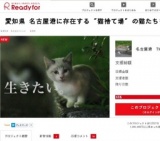 愛知県 名古屋港に存在する "猫捨て場" の猫たちを救いたい!!