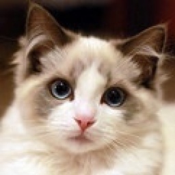 巨人倍増通販店