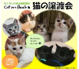 猫の譲渡会