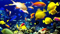 10/4（土）～14：00～16：00　【テーマは熱帯魚・アクアリウム】カフェ会！ 癒される熱帯魚を鑑...