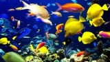 10/4（土）～14：00～16：00　【テーマは熱帯魚・アクアリウム】カフェ会！ 癒される熱帯魚を鑑...