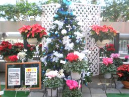 シクラメンとポインセチア展