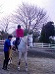 平日アウトドア　本格乗馬体験　　社会人サークルFEAD