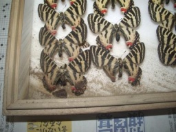 パネル展「今 地震・津波を考える」