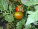 こども菜園ス（こどもサイエンス）育てよう身近な果菜-ミニトマト-（全５回）