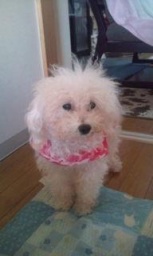 長野県 東信 犬ねこ譲渡会 in 佐久