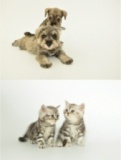 世界のわんちゃん・ねこちゃん大集合