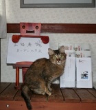 山猫庵オープンハウス・猫の里親相談会