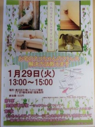 「お宅のネコちゃんのストレス解消方法教えます」セミナー