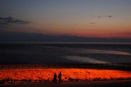 シチメンソウライトアップ 佐賀市の観光ポータルサイト 佐賀市観光協会 [sagabai.com]