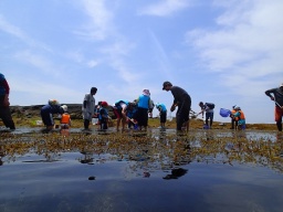 大房スペシャルツアー！！　海で遊ぼう！　磯の生きもの発見ツアー