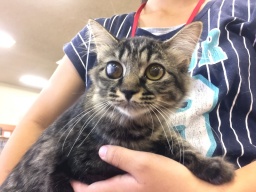 10月22日(日)猫の譲渡会 みなと猫の会主催※子猫多数参加！