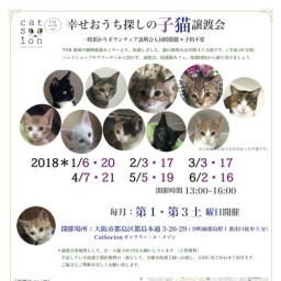 幸せおうち探しの子猫譲渡会