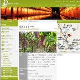 柏原ぶどう狩り