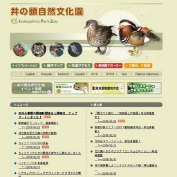 ハクビシンのお食事風景