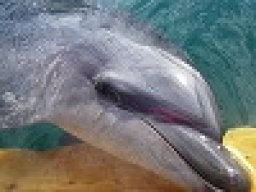 2010年ラスト ドルフィンスイム&温泉バスツアー 社会人サークルFEAD