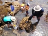 大房ガイドと行く！海辺のネイチャーツアー
