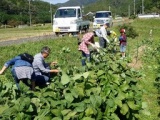 JUNちゃん農園黒豆狩り