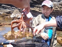 磯の生きもの発見ツアー