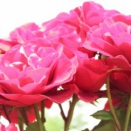 6月限定　女性の味方　ローズ祭り