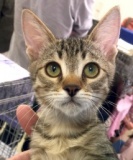 12月17日(日)猫の譲渡会 みなと猫の会主催※生後3ヶ月子猫～大人猫まで