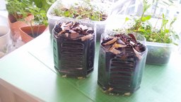 ~肥料も農薬もいらない野菜づくり~ホームエコファーマー養成講座 渋谷10期
