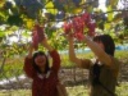 【SPイベント　ぶどう狩り＆ワイン作り体験＆温泉美味いものツアー】　社会人サークルFEAD