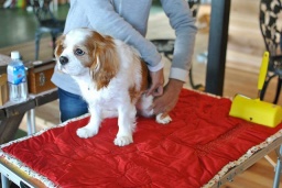 ドッグマッサージ体験レッスン 