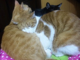 千葉県柏市・猫の譲渡会