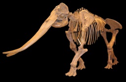 ブロガー無料ご招待「来て!見て!感激!大化石展」