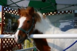 ポニーのポニオ君とのふれあい