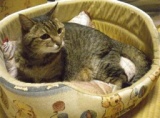 山猫庵オープンハウス