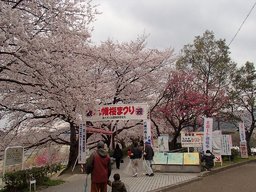背割堤公園　お花見船 Eボート