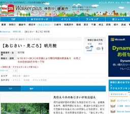 あじさい・見ごろ、明月院