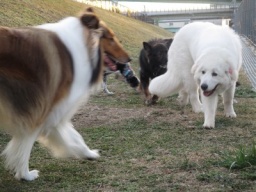 パピーちゃんの為のお手入れ講座☆