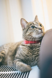 【癒し系婚活】猫カフェ×ノッツェ"にゃんコン"in埼玉大宮