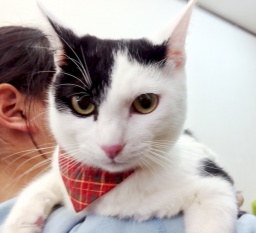 4月23日(日)猫の譲渡会 みなと猫の会主催