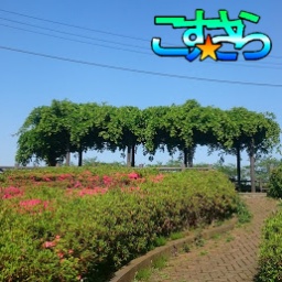 こす☆さら川越～～新緑祭～～