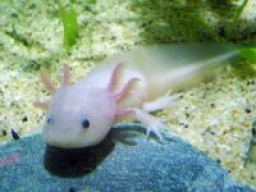 不思議な姿の両生類・爬虫類