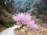 ヤマザクラ （山桜） お花見解放日 （中止となりました） 