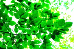 森の中のリフレクソロジー体験会『森リフレ』