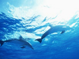 野生のイルカと泳ごうin能登 ~1人参加中心~