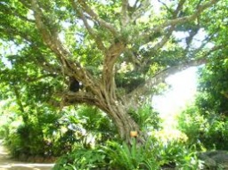 ◆1/26(土)、27(日) エネルギー農の夜のお話会 in 沖縄(読谷村)♪