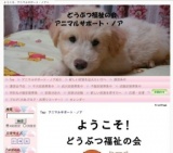 犬猫譲渡会