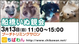 保護犬を家族に迎える譲渡会「ちばわん　船橋いぬ親会」