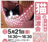 猫の譲渡会