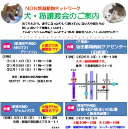 猫の譲渡会
