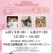 猫ちゃんの譲渡会