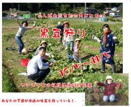 たんばJUNちゃん農園 黒豆狩りと芋掘り体験